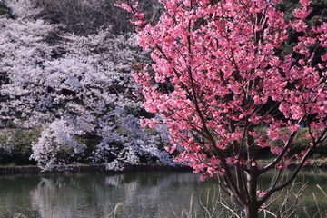 湖畔に咲いたピンクと白っぽい桜