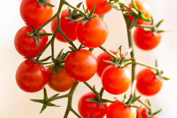 Tomatoes red growing. 