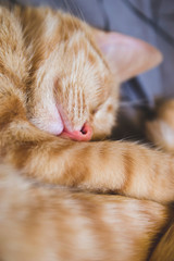 Close up picture of cat pink nose and whiskers which sleeping in the bed as cozy day and portrait of striped red kitten in the house with all comfort for pets resting with love