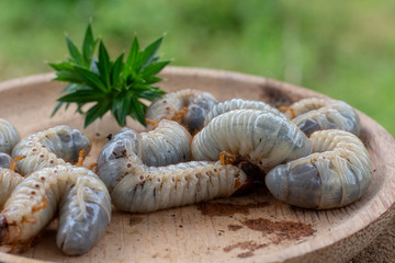 Rhynchophorus ferrugineus larvae food