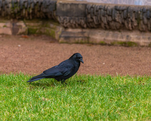 Black crow on a green lawn in Dresden, Germany