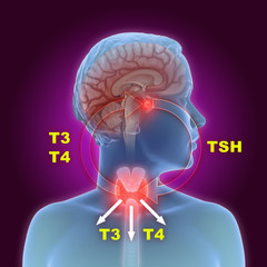 3d illustration of the thyroid gland and pituitary gland part of the endocrine system