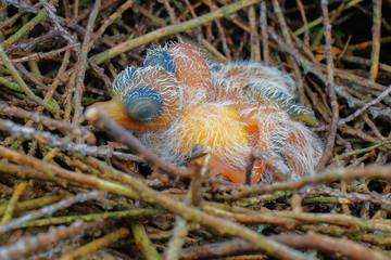 New hatch baby bird sleeping in nest in selective focus