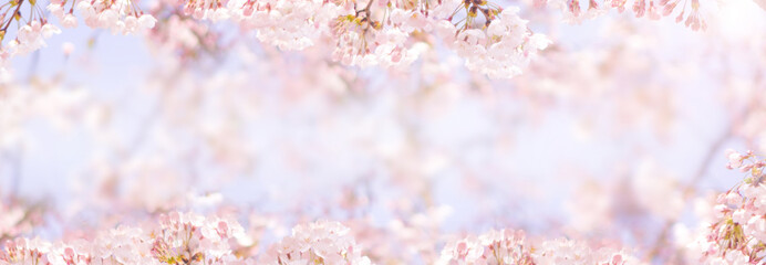 Cherry blossom in spring for background or copy space for text © panyaphotograph