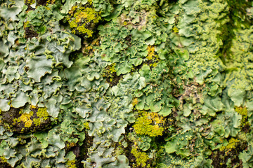 green moss on the tree