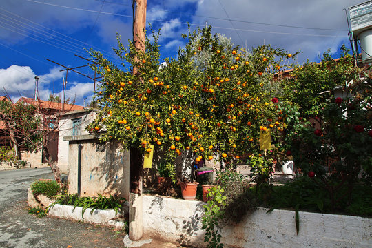 Orange Tree