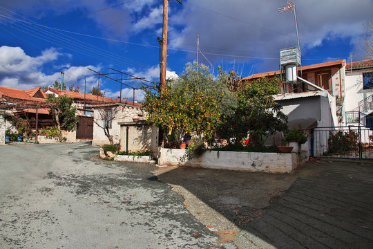 Orange tree