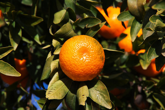 Orange tree