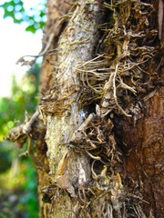 Tree trunk entwined with ivy vines in the garden