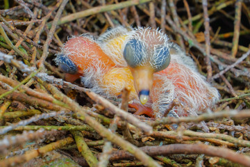 New hatch baby bird sleeping in nest in selective focus