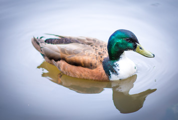 duck on the water