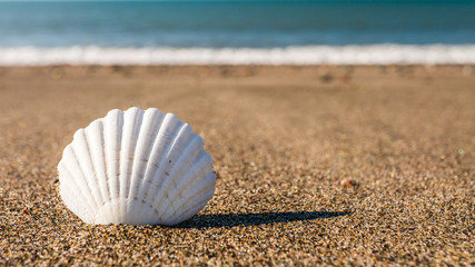 Closeup of a white Scallops shell buried in the fine grained beach sand on a sunny day with the turquoise Irish Sea foamy water in the background. Seascape in Kilcoole Ireland.