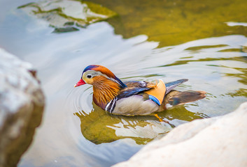 Mandarin duck