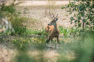 Marsh deer, pantanal Brazil