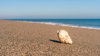Closeup of a coiled sea snail shell, Buccinum undatum, laying on the fine grained sand under the sun with a turquoise sea in the background and a beautiful blue shaded clear sky. Seascape in Ireland.