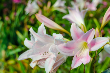 pink and white lily