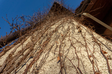 Deciduous creeper with bare vines on a house