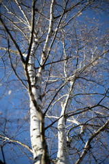 Fototapeta na wymiar Birken Baum im winter mit blauen Himmel