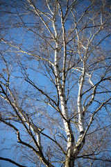 Birken Baum im winter mit blauen Himmel