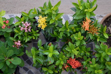 Several jungle geranium plants