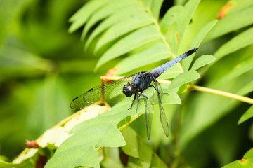 Wild dragon fly in nature