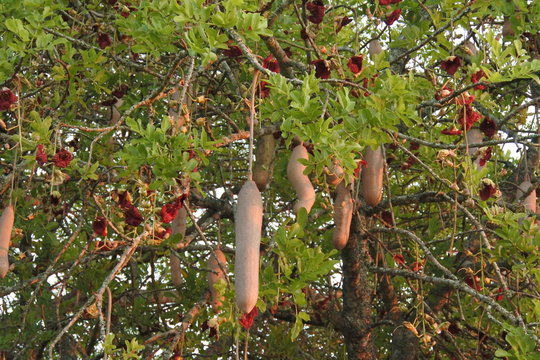 Leberwurstbaum im Kruger Nationalpark in S&uuml;dafrika