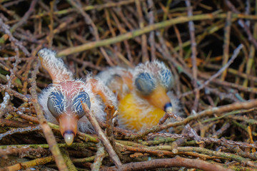 Obraz premium New hatch baby bird sleeping in nest in selective focus