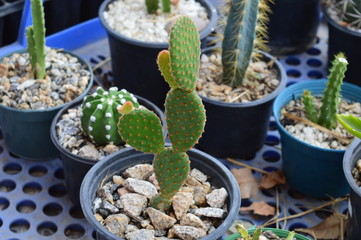 Closeup of a cactus amidst several small cacti