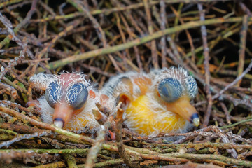 Naklejka na ściany i meble New hatch baby bird sleeping in nest in selective focus