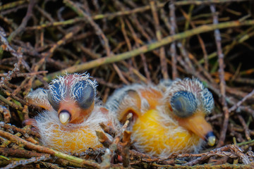 Obraz premium New hatch baby bird sleeping in nest in selective focus