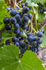 Grape vines in a vineyard. Blue wine grapes close up. The detailed look at vineyard with bunches of ripe red wine grapes.