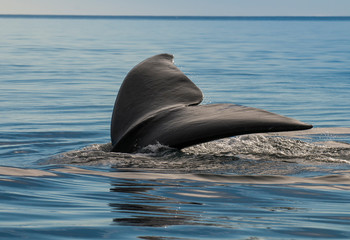 Whale tail in Peninsula Valdes,, Patagonia, Argentina