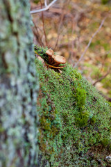 Natural mushroom in the forest