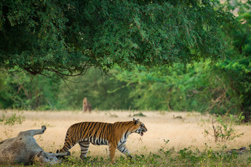Fototapeta na wymiar Conservation issue A tiger with a domestic animal cow kill in a buffer zone of Ranthambore National Park, India