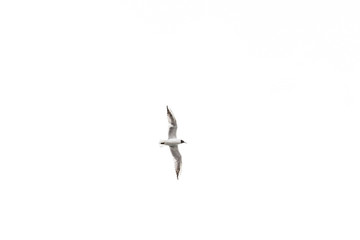 Flying bird on the white background.