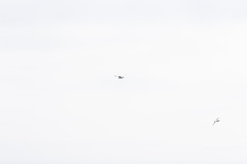 Flying seagull in the sky