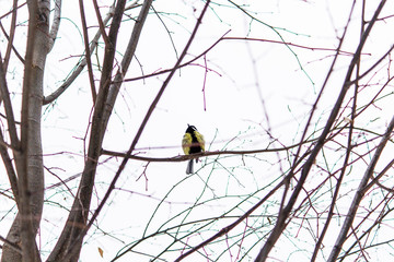 Titmouse on the tree branch