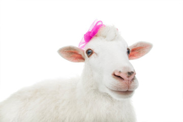 sheep sitting in a hat isolated