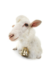 sheep with bell isolated