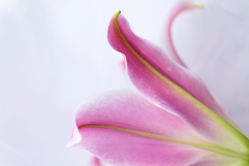 Pink lily on a white background