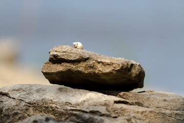 shell