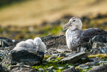 Antartic giant petrel, Hannah Point,Livingston island, South Shetlands , Antártica