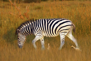 Fototapeta na wymiar The plains zebra (Equus quagga, formerly Equus burchellii), also known as the common zebra or Burchell's zebra in the sun-drenched morning savannah. African herbivore - zebra in the morning light.