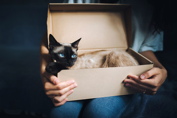 Siamese cat hides in a box. Cat Games. Comfort zone. New flat. Concept of loneliness, homeless,...