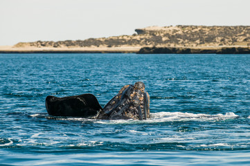 Whale jumping in Peninsula Valdes,, Patagonia, Argentina