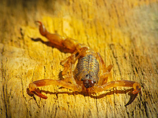 Phylum Arthropoda. Scorpion Lychas scutilus small body have color black and orange striped an insect poisonous live in the tropics. walking on the old wood.