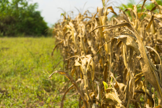 Dried corn stalks in a corn field