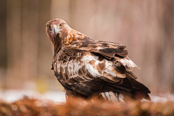 aquila