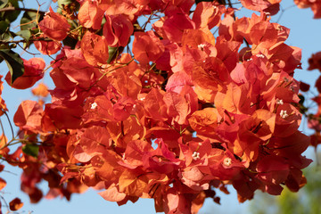 Orange Bougainvillea