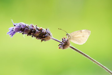 macro